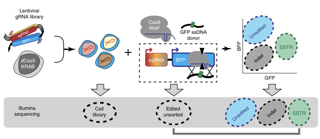 自然子刊颠覆认知科学家揭示crisprcas9切口全新连接机制未来有望实现