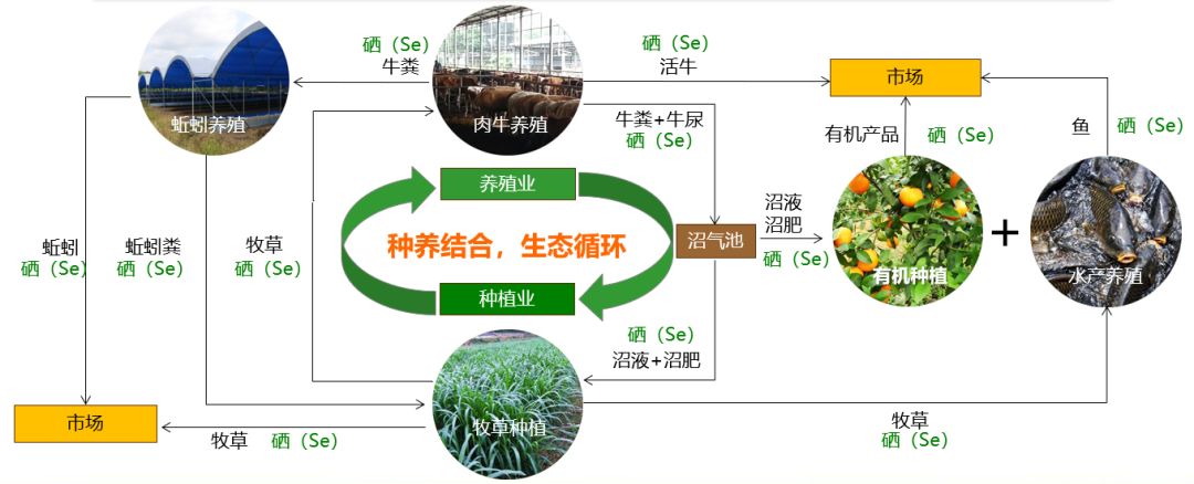 富牛生态养殖示范园不仅展现了以肉牛养殖为核心的现代农业循环经济