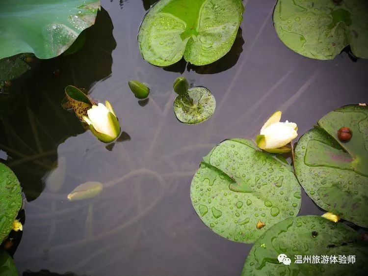 新垟百亩田,菡萏发荷花.圆荷浮小叶,细麦落轻花.一朵芙蕖,开过尚盈盈.