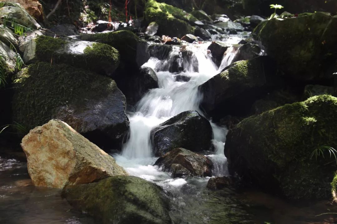 "小溪泛尽却山行,绿阴不减来时路.