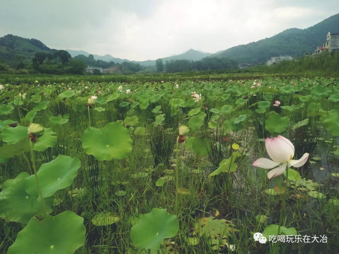 柯姓人口_柯姓的人口数据