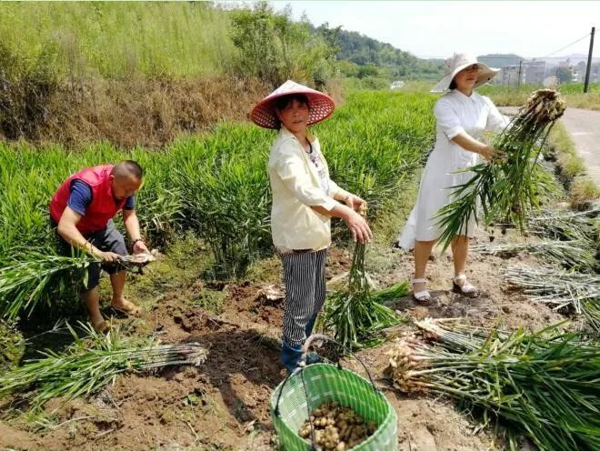 堪称"还魂药"的上溪白岩村嫩姜才6元钱/斤!不买亏大了