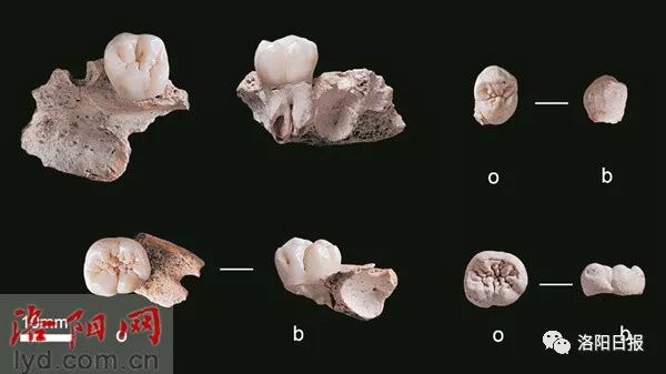 栾川孙家洞古人类上下颌残块及牙齿化石 (资料图片)