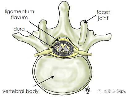 硬脊膜ligamentum flavum:黄韧带棘突间隙(非骨性声影)interspinous