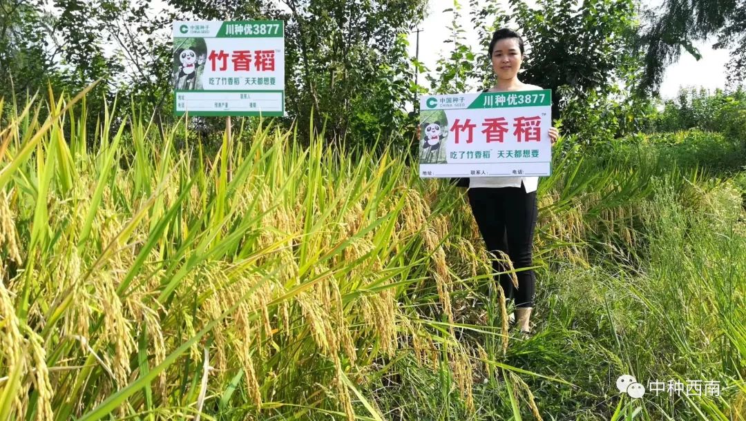 稻品如竹:竹香稻—川种优3877 雨打不倒,风吹不折