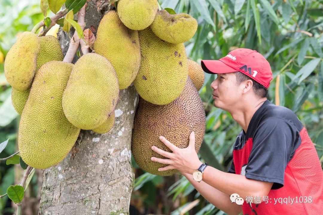 这位大哥,你怕是要把这菠萝蜜姑娘娶回家?还得问问主人家同意不呀