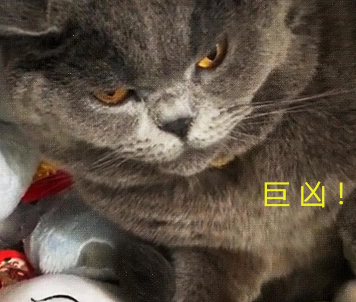 蓝猫:"想要淹死它们,你先想办法弄死我!"