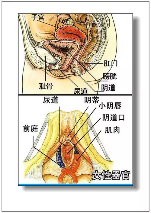 人体器官分部彩图(大全)