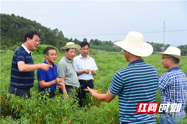 衡东县"三樟黄贡椒"农产品地理标志登记通过省级品质鉴评