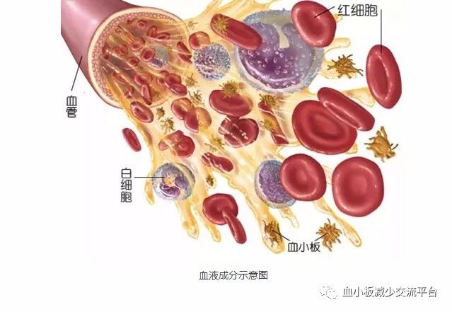 巨核细胞生成减少是造成血小板减少的重要原因