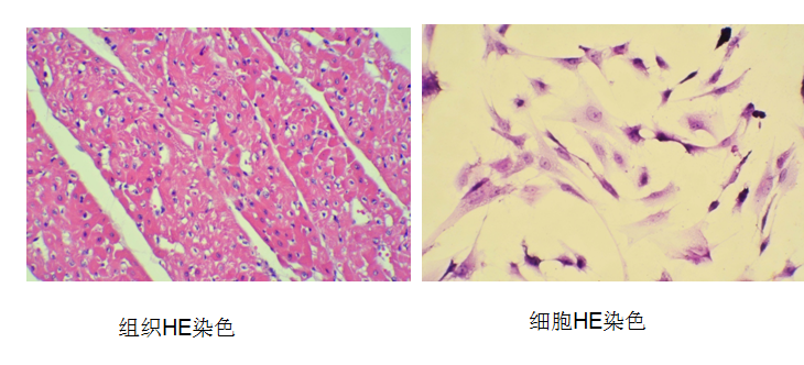 上海基尔顿生物he染色实验