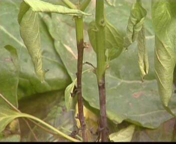 蔬菜辣椒茎基腐病发生原因分析及防治用药