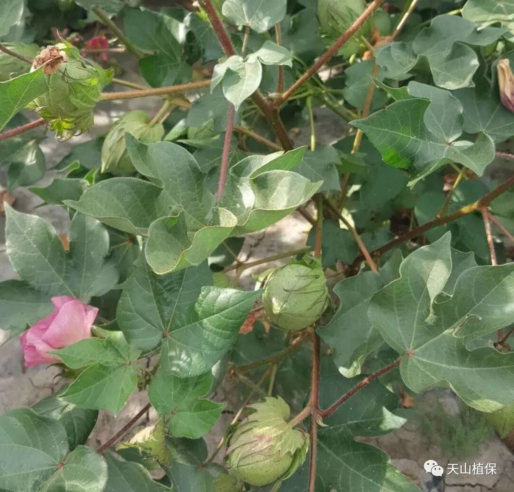 8月份棉花花铃期管理技术要点