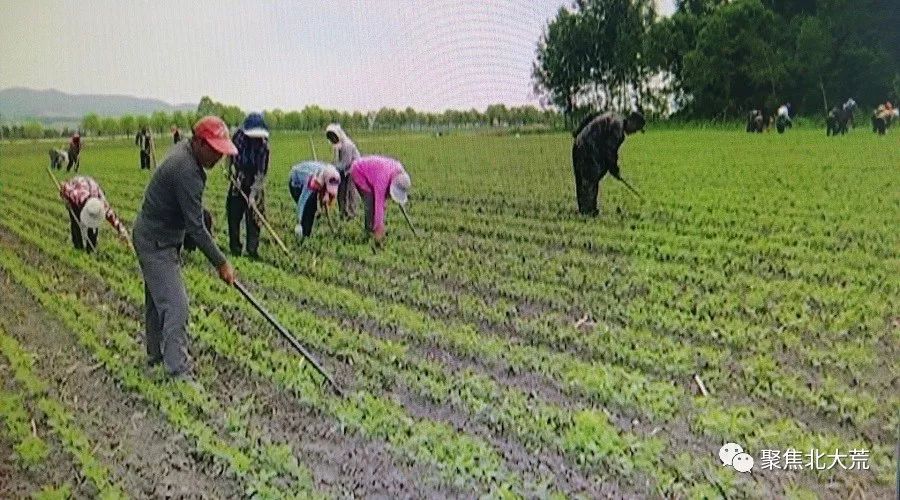 农垦北兴农场绿色种植好效益