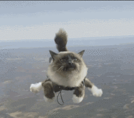 猫猫飞行员，请求出战
