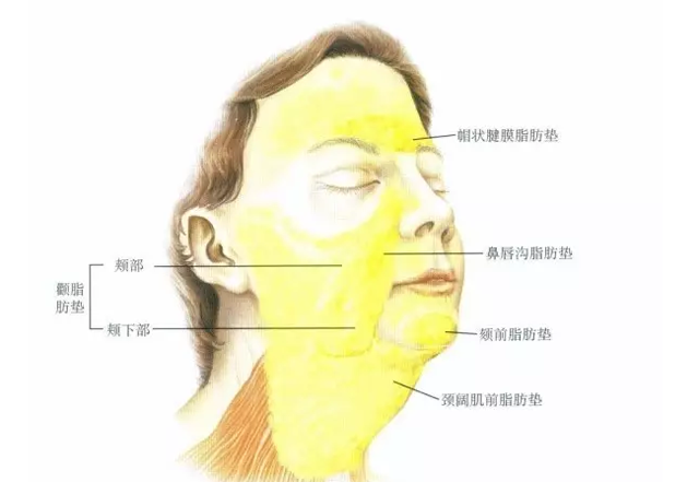 吕晓杰:有一种脸大叫脂肪型大脸,面部吸脂了解一下!