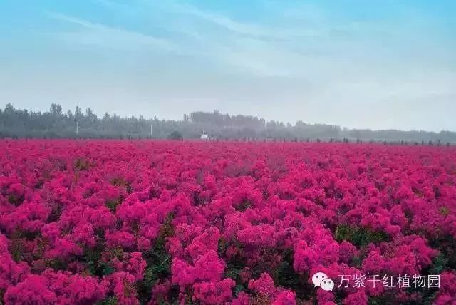 万紫千红植物园|紫薇花已开,一路风景如画,美爆了!