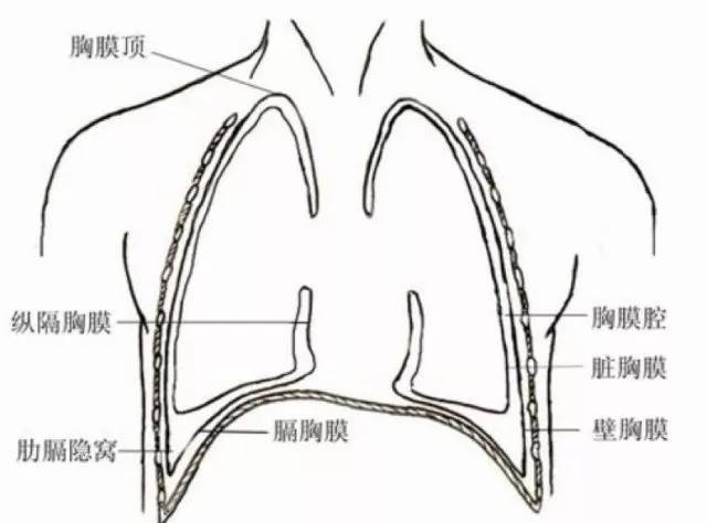 渗出等原因,胸膜腔液体开始增多,脏胸膜,壁胸膜相互运动会发生摩擦,在