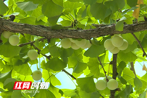 双牌:百年古银杏树群果丰叶茂 有望迎来最佳观赏年度