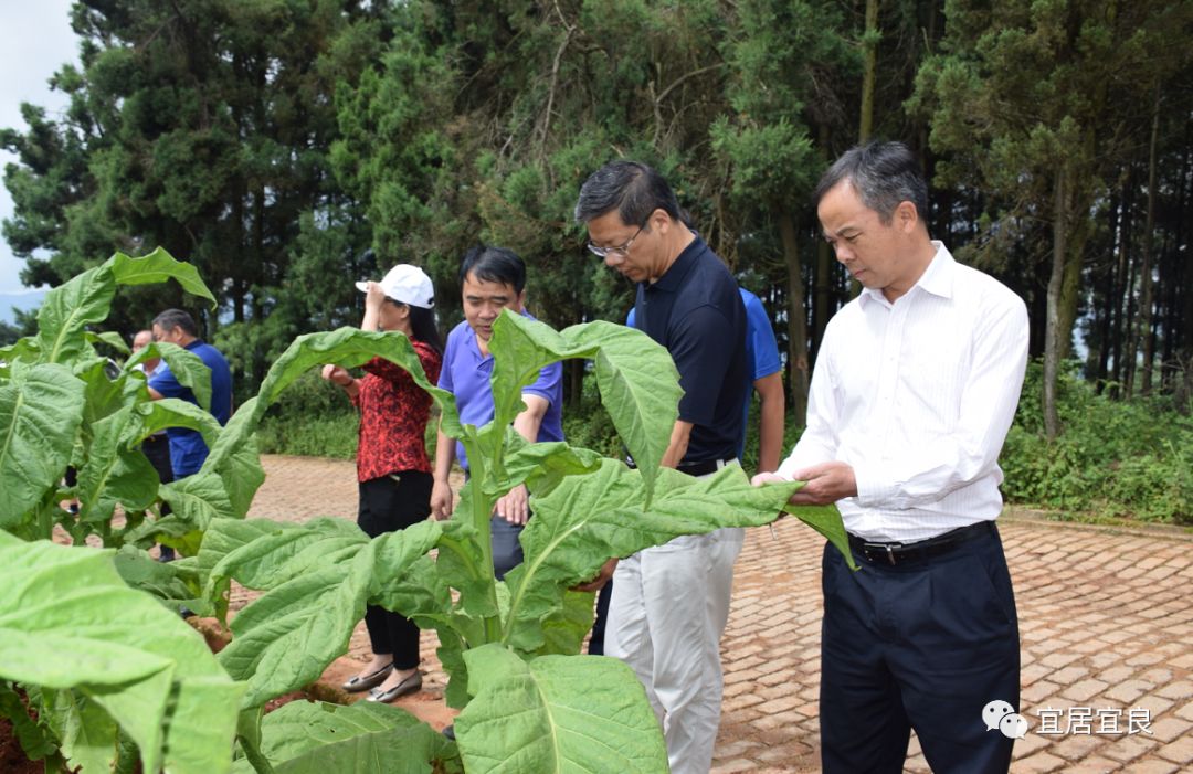 宜良县2018年2260高端特色烟叶开发项目顺利通过中国烟草云南省公司和