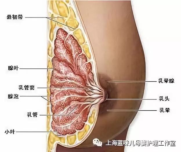 新生儿咬破乳头怎么办