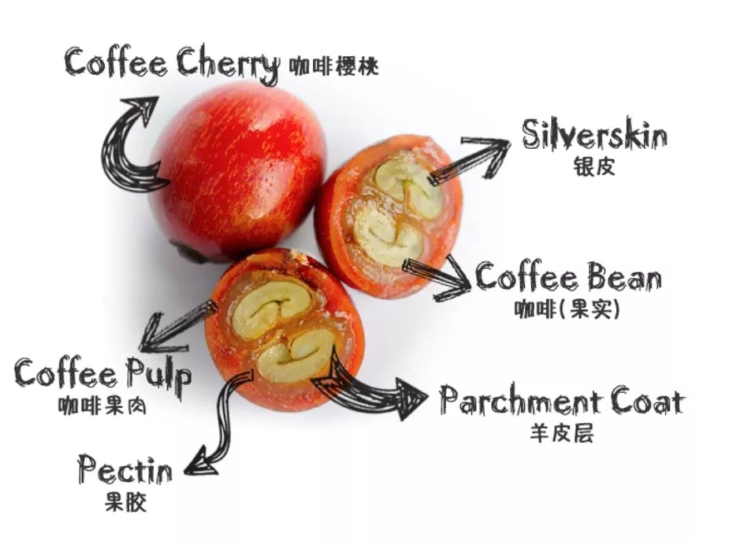 银皮之后是咖啡果实,也就是我们所说的咖啡豆.