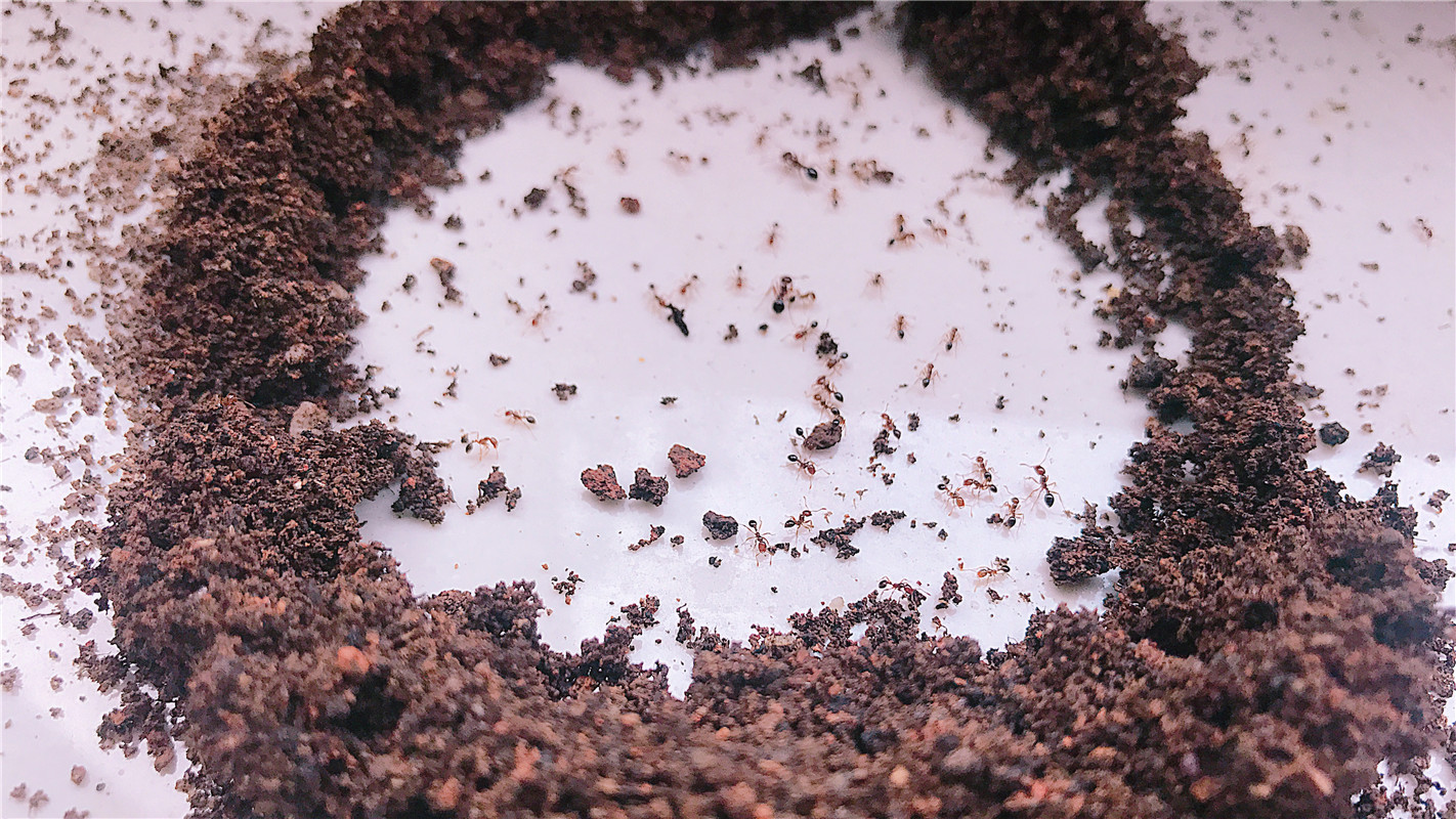 为了彻底的清除蚂蚁可以马上进行彻底换土