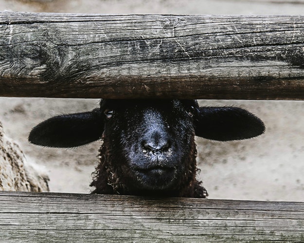 dark horse是黑马的意思,那black sheep是黑绵羊吗?