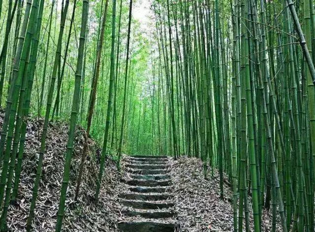 夏日鲸鱼沟,赏"关中三奇"美景,置身竹海,消暑"忘忧"