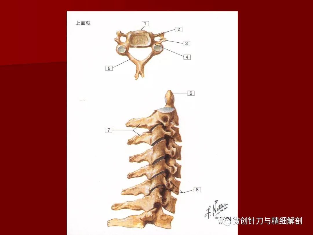 脊柱应用解剖(图文)