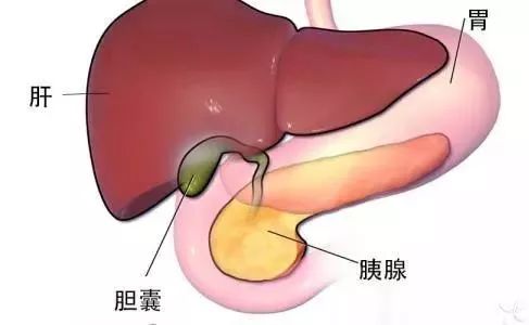 胆囊有息肉,切还是不切?