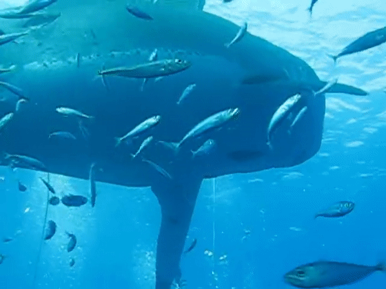 近距离:史上最大的鲨鱼,年龄超50岁,比电影"大白鲨"还要大!