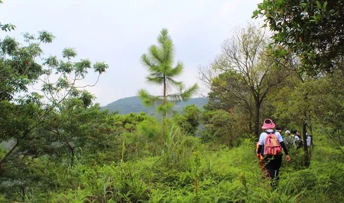 过去该山有一条村庄,称磨塘村,村民以种植经营茶叶为生.