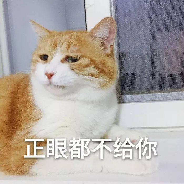 猫咪图片大全可爱