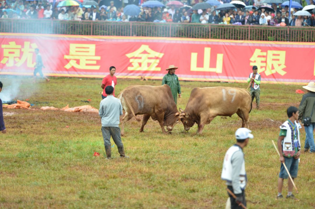 127头斗牛鏖战石林火把节主会场