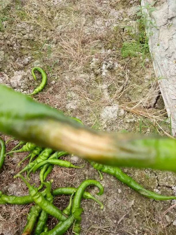 早疫病【意赛格生物(土医生)——让土壤充满活力】▼病毒病▼辣椒灰霉