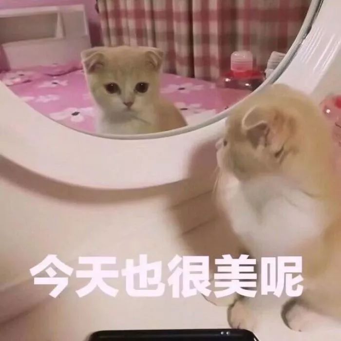 壁纸/头像 | 超可爱搞笑猫咪表情包