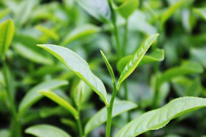 最上好的茶叶,五六斤茶青才能制成一斤茶