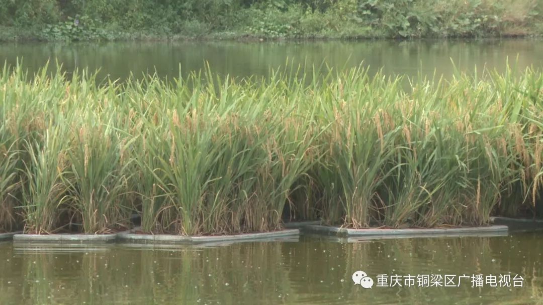 鱼塘玩出新花样"鱼稻"共生效益高!