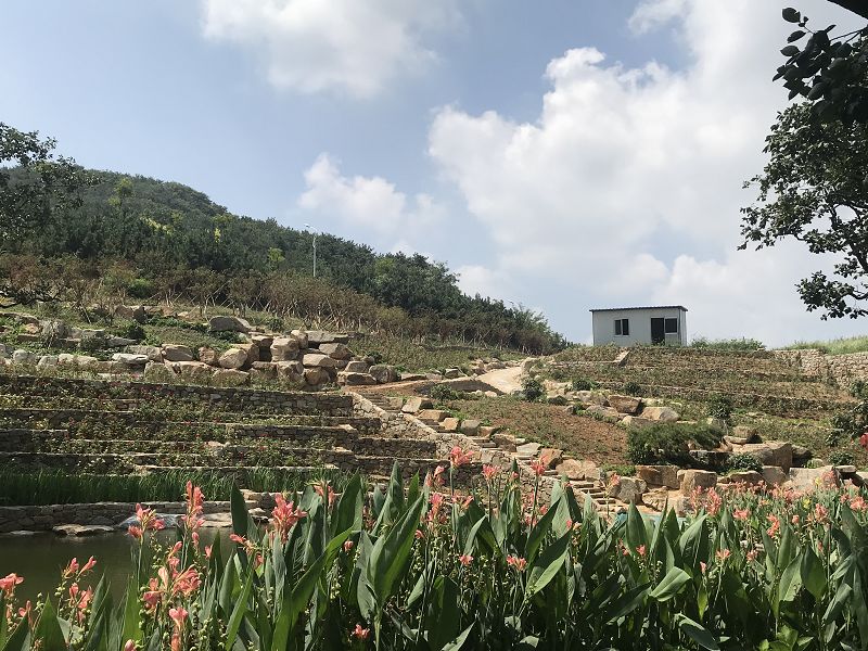 山村振兴的火车头记威海市环翠区张村镇王家疃村