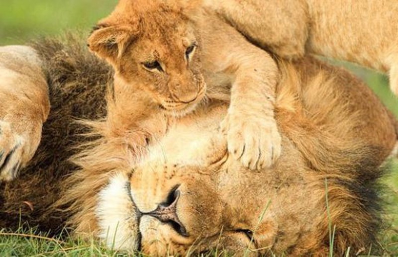受了欺负的小狮子心情不太好,跑到了一旁正在睡觉的雄狮身上撒娇求