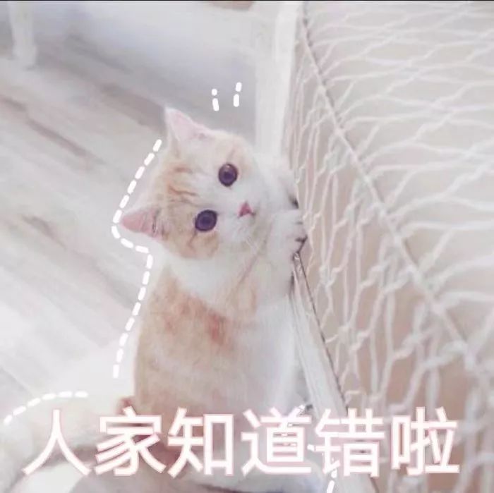 壁纸头像超可爱搞笑猫咪表情包