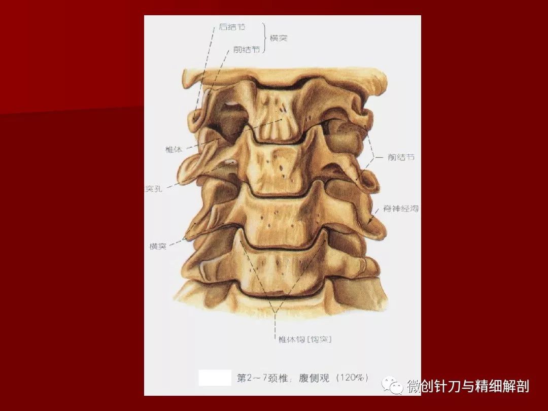 脊柱应用解剖(图文)