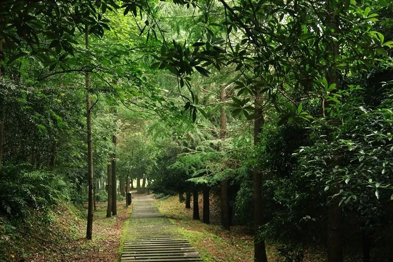 清凉,避暑,景色美.省植物园绿荫大道喊你来