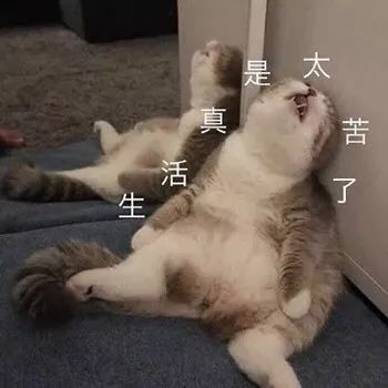 壁纸/头像 | 超可爱搞笑猫咪表情包