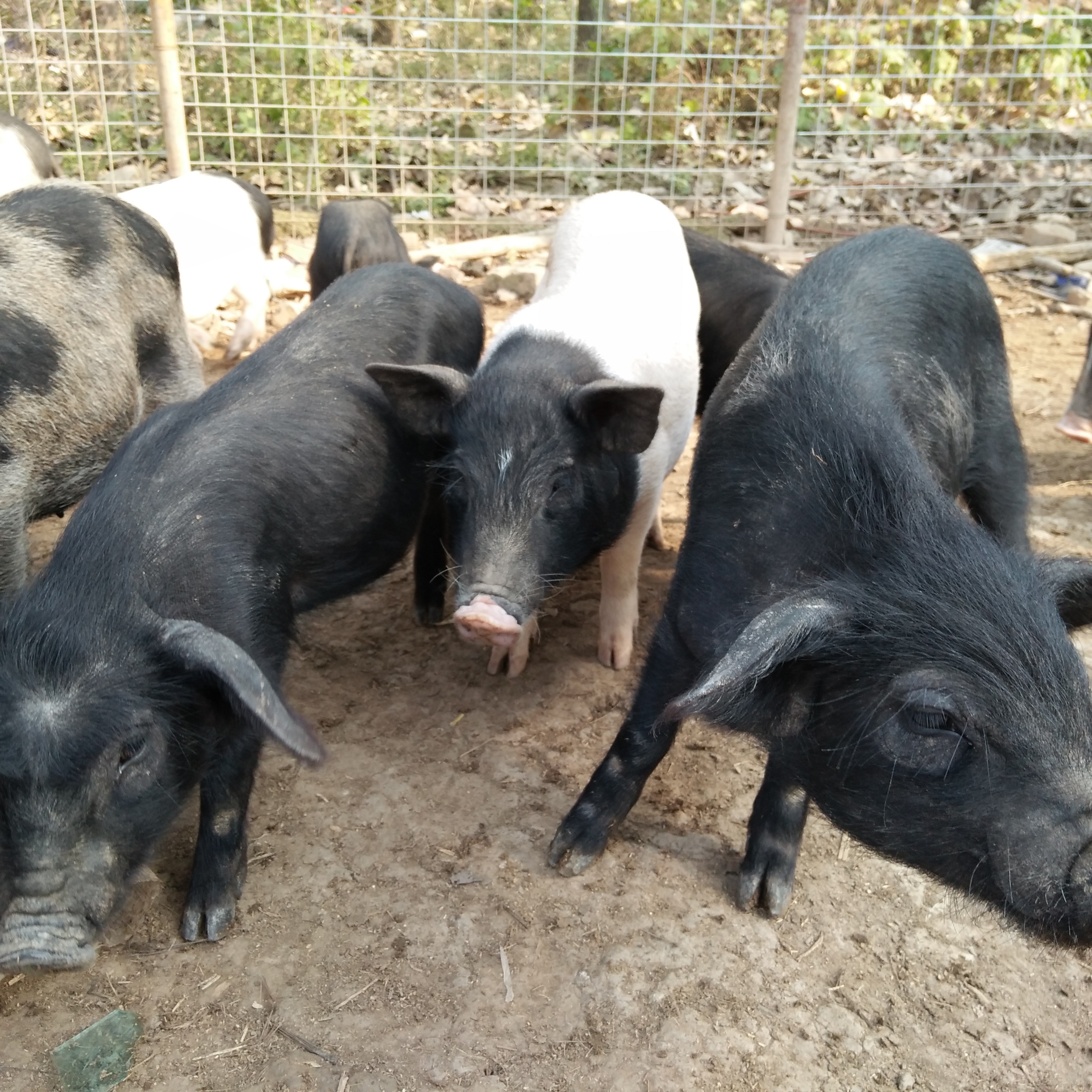 南商农科养猪课堂：生长育肥猪5条饲养管理要点，建议收藏 - 知乎
