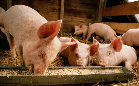 今日猪市评析：猪价上涨之势放缓，“非洲猪瘟”谣传或是主要原因！