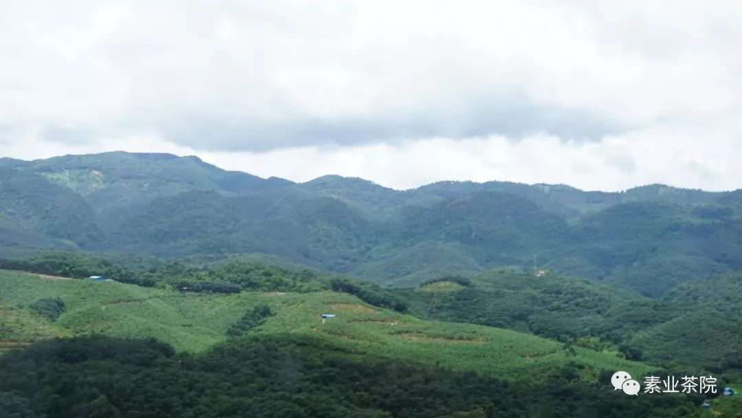 第三期茶山游学·易武山