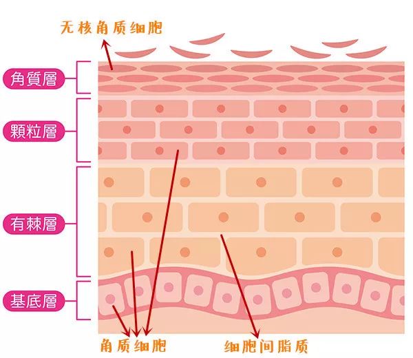 皮肤修复能力差怎么办