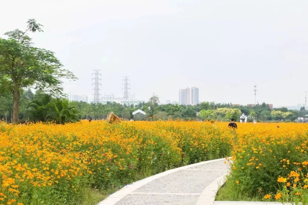 这里的琉华菊也是成片成片的开放